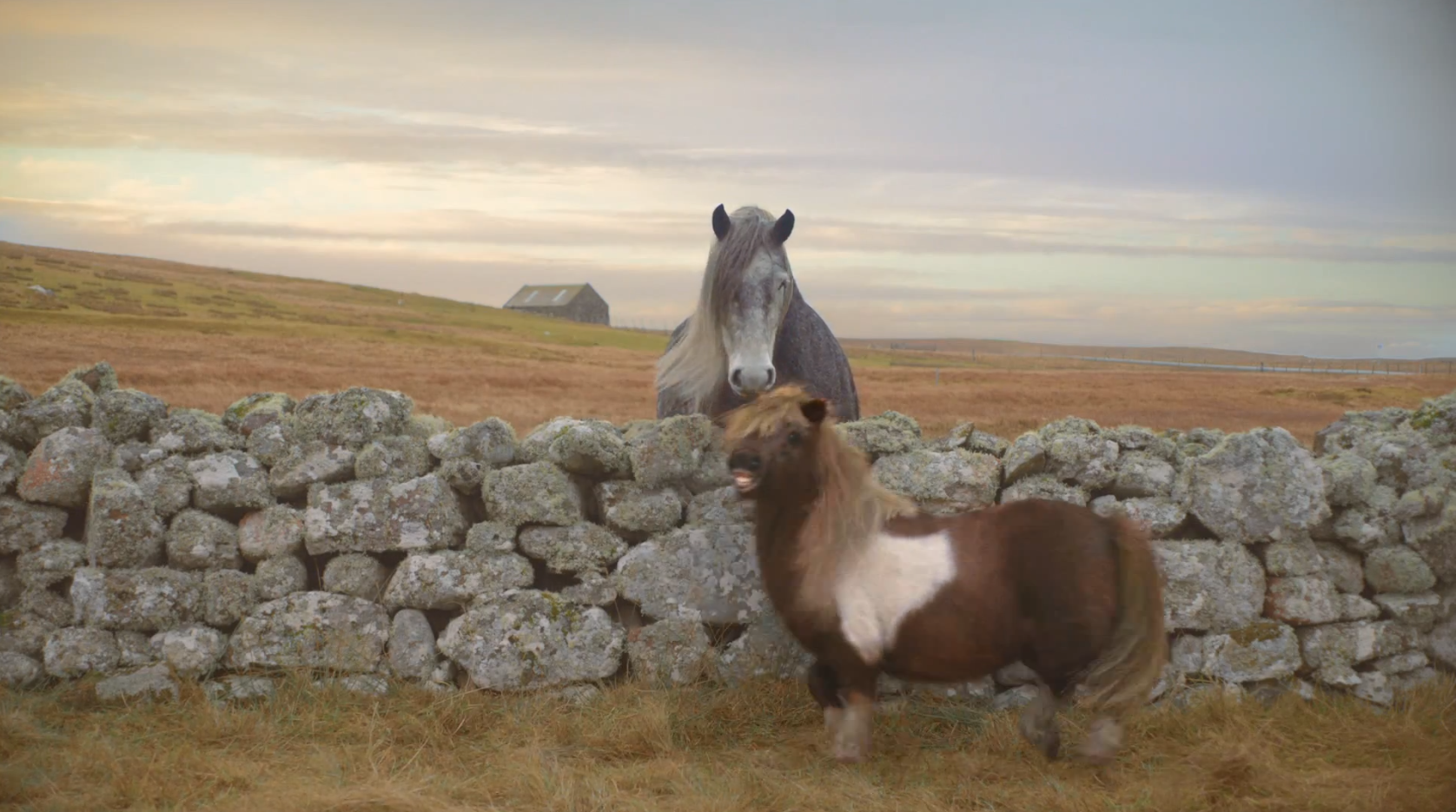 Video, Michael Jackson, VideoExtra, Shetlandsponny